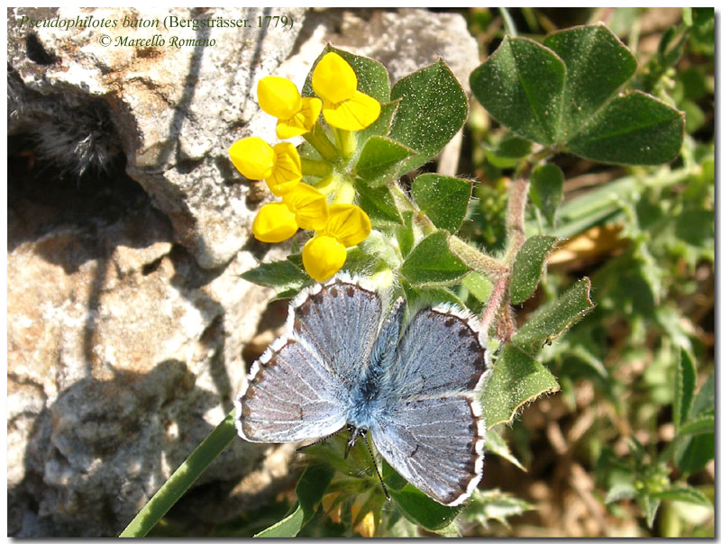 La primavera si tinge d''azzurro